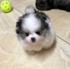 Mazliv� trpasli�� �pic / pomeranian �T��ATA !!!