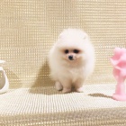 �t���tka italsk�ho volpina pro dobr� domov 