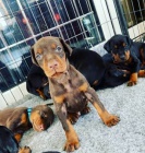 �t��ata Doberman pro dobr� domov 