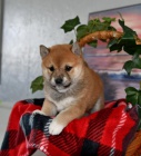 �t��ata �t��ata Shiba Inu pro dobr� domov