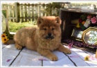 Chow Chow �t��ata jsou p�ipravena na nov� �t��ata.