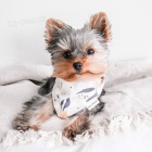 Yorkshire Terrier �t��ata k dispozici