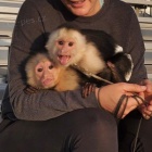 d�tsk� kapuc�nsk� opice na prodej