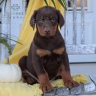 super �t��ata dobermana