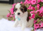 Prod�m rozko�n� �t���tka Cavachon.