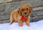 �T��ATA CAVAPOO na prodej.