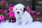 MINI SHEEPADOODLE �T��ATA na prodej.