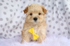 TEACUP TOY MALTIPOO �T��ATA na prodej.