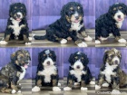 Kr�sn� �t���tka Bernedoodle k dispozici a p�ipraven� k prodeji. Pouze pro v�n� osoby.