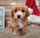 Prod�m zdrav� a kr�sn� �t��ata Bi�onka Poo a fenky.