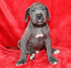 Zdrav� a kr�sn� psi a fenky �t��ata N�meck� Dogy na prodej.