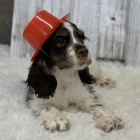 z�skejte na prodej ��asn� a zdrav� �t��ata Kokr�pan�la.