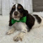 z�skejte na prodej ��asn� a zdrav� �t��ata Kokr�pan�la.