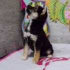 Prod�m �t��ata SHIBA INU