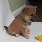 Prod�m �t��ata SHIBA INU