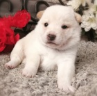 Prod�m �t��ata SHIBA INU