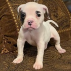 Prod�m �t��ata Americk�ho Buldoka.