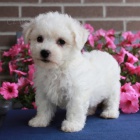 Bichon frize �t��ata na prodej.