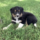 Prod�m �t��ata Border Kolie.