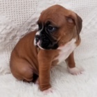 Prod�m kr�sn� �t��ata N�meck�ho Boxera.