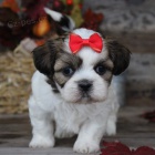 soci�ln� vy�kolen� �t��ata SHIH TZU na prodej