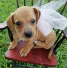 na prodej zdrav� �t��ata jezev��ka