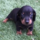 na prodej zdrav� �t��ata jezev��ka