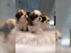 �t��ata Shih-Tzu