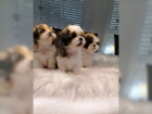 �t��ata Shih-Tzu