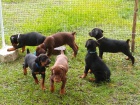 Doberman Pinscher �t�n� k dispozici