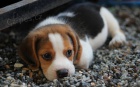 trikolorn� �t��ata Beagle.