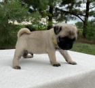 Prod�m �t��ata b�ov�ho mopsl�ka