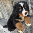 Prod�m �t��ata Bernadsk�ho samce a samice.