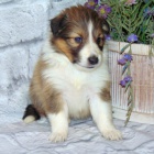 Prod�m zdrav� a hygienicky vy�kolen� �t��ata Shetlandsk�ho ov��ka.