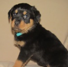 Prod�m kr�sn� �t��ata rotvajlera