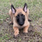 Prod�m zdrav� a kr�sn� �t��ata belgick�ch malinois a samc�.