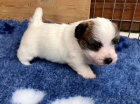 Prod�m kr�sn� a rozko�n� �t��ata mini jack russell teri�ra.