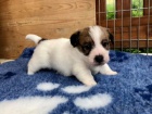 Prod�m kr�sn� a rozko�n� �t��ata mini jack russell teri�ra.