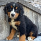 Prod�m n�dhern� a zdrav� �t��ata bernsk�ho sala�nick�ho psa.