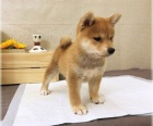 Rozko�n� �t���tka shiba inu