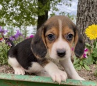 t��barevn� �t��ata beagle k dispozici a p�ipraven� k prodeji.