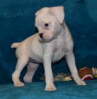 prod�m �t��ata b�l�ho boxera