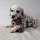 Prod�m kr�sn� dalmatinsk� �t���tka