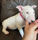 kr�sn� �t��ata anglick�ho bulteri�ra na prodej.