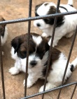 Prod�m �t��ata SHIH TZU