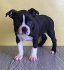 Rozko�n� �t���tka jsou p�ipravena k prodeji a nov�m rodin�m.