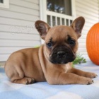 Rozko�n� �t���tka jsou p�ipravena k prodeji a nov�m rodin�m.