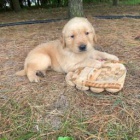 Rozko�n� �t���tka jsou p�ipravena k prodeji a nov�m rodin�m.