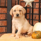 Rozko�n� �t���tka jsou p�ipravena k prodeji a nov�m rodin�m.