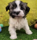 Havansky  �t��ata k dispozici